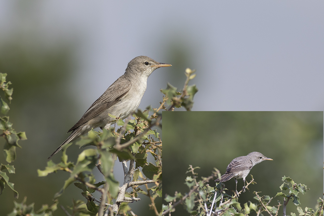 Olive-tree Warbler